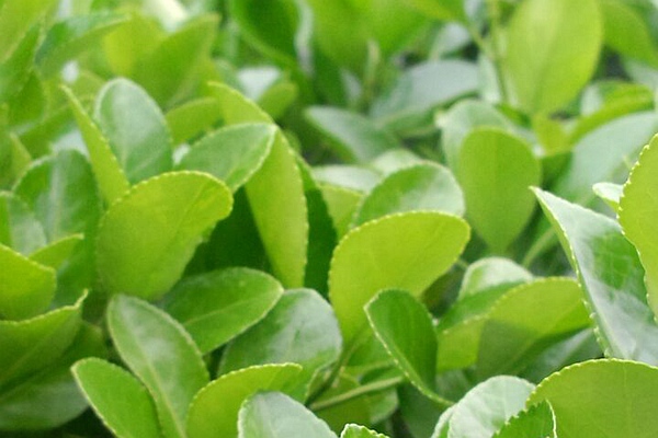 3800万 1月城市生命线安全工程项目中标情况