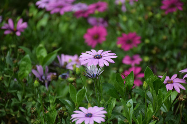 智慧城市1月数据透视：运营元年开启，县域赛道崛起