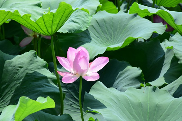 数字孪生智慧水务重塑水处理运维，莱特莱德管家式服务新范式