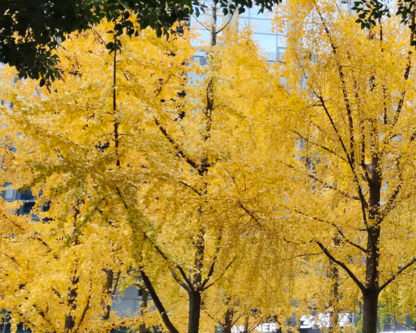 赛轮集团数智协同的橡胶轮胎智能工厂