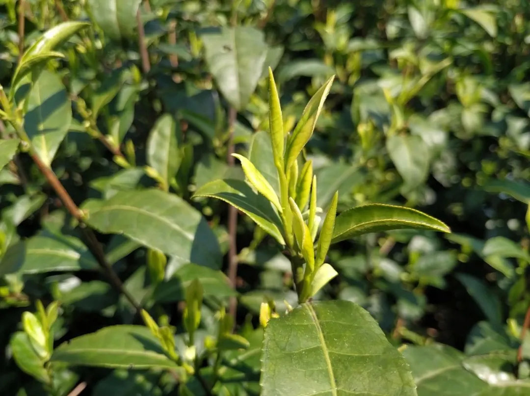 2026年茶树病虫害绿色防控技术方案