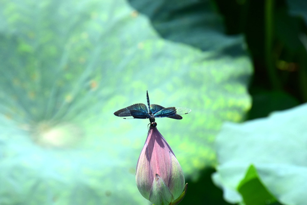 宁夏回族自治区党委政法委书记调研行业劳动权益保障工作