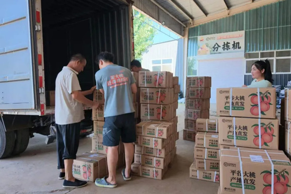 抢收保运 北京顺丰全方位护航平谷大桃稳收增收